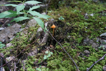 mountain side mushroom