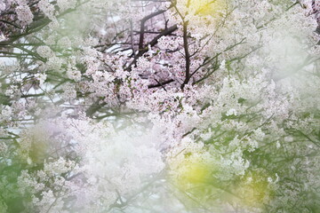 Obraz na płótnie Canvas 菜の花越しに見た満開の桜