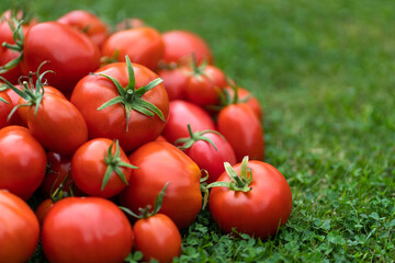 Close up of red freshly picked tomatoes on green grass. Gardening and agriculture.