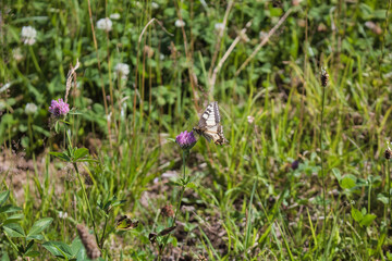 Ein wilder Klee auf dem ein Schwalbenschwanz sitzt