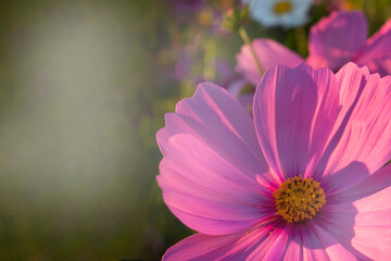 pink cosmos flower and copy space for text