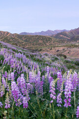 Naklejka na ściany i meble Hill of Lupine in Los Padres National Forest in Spring