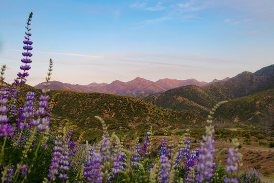 Hill of Lupine in Los Padres National Forest in Spring at Sunset