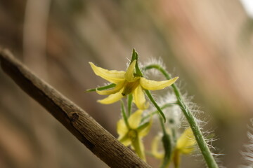 tomato flowers over a wooden stick and background diffuse