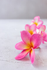 Pink plumeria flowers flat lay on grey concrete background with copy space.