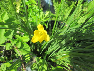 yellow flowers, spring flowers, yellow flower in the garden,  yellow lily, nature, garden, flower, lily, spring, yellow, rain lily,