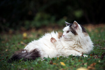 Portrait of Long hair cat lying in a garden