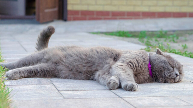 a grey cat in a pink 
collar lays in the yard