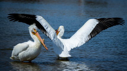 pelican on the water