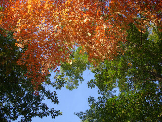 colorful autumn leaves