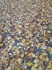 The view of yellow leaves lying on ground like thick natural carpet. Autumn time.