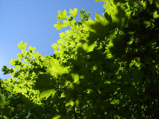 green leaves against blue sky