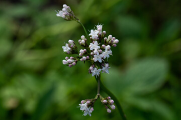 Sitka Valerian, at Cavell Meadows trail, Jasper National Park, Alberta, Canada