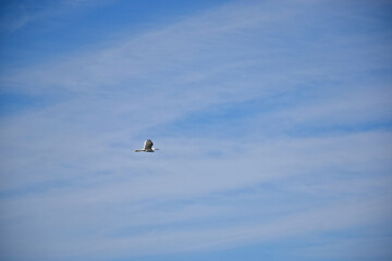 seagull on blue sky