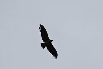 Condor silhouette