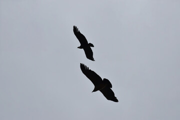Condor silhouettes