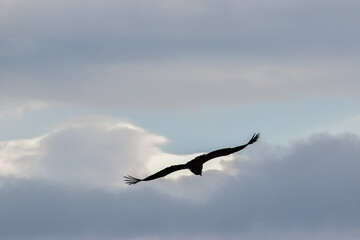 condor flight