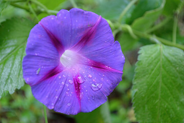 purple flower in the garden
