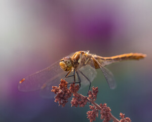 beautiful orange dragonfly on a branch with purple bokeh background