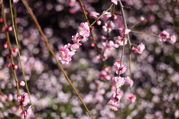 枝垂れ梅と散った花弁