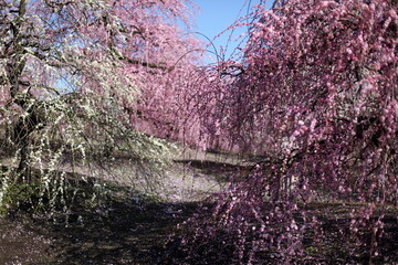 枝垂れ梅の咲く風景