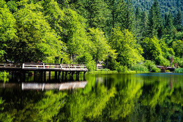 reflection of trees in the lake