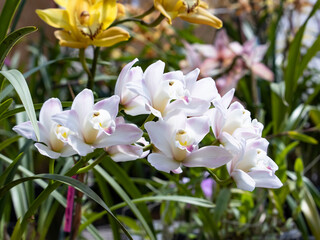 Obraz premium white and yellow flowers