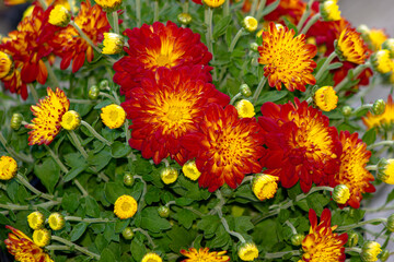 red and yellow mums