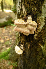 bracket fungus Piptoporus betulinus on trunk of birch tree with morning dew drops in  autumn forest
