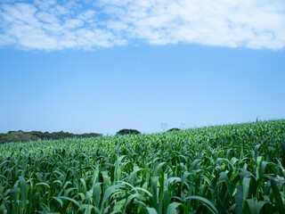 corn field and blue sky