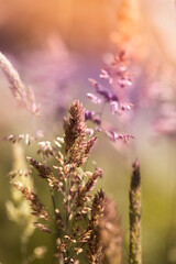 vibrant purple sunset light on field grass