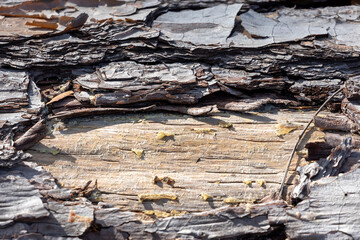 Close up of bark on an old fallen tree