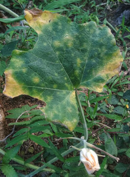 leaf in the garden