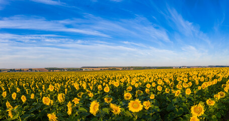 Beautiful day over sunflowers field