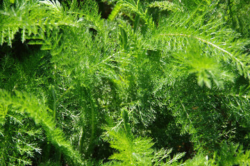 Full frame close-up view of wild California native plants with fine structured green leaves 
