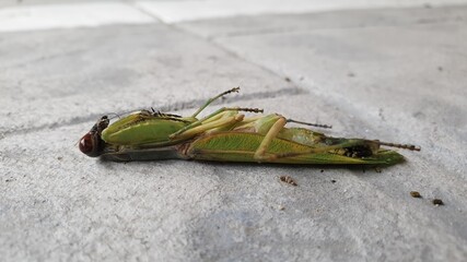 Korean country road dead mantis