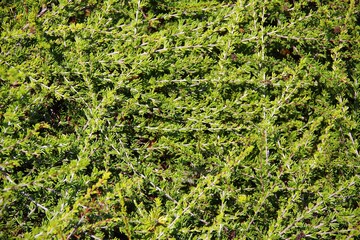 Full frame close-up view of evergreen California native Nicholas Chamise plant