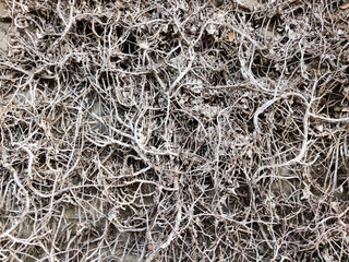 Gray textured wall covered by old dry ivy plant vines used for background artwork