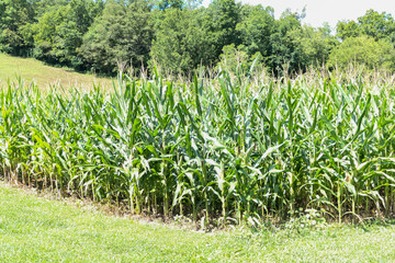 corn field in the summer