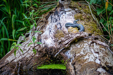 ring snake basking in the sun on a tree