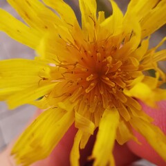 yellow flower on blue background