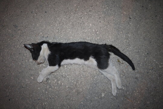 dead black and white cat