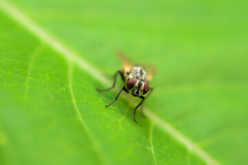 Fly on green leaf.