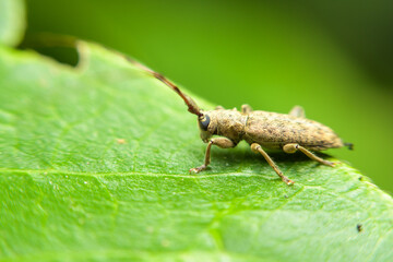 Long bearded beetle, Stem-boring grub, on green leaf.