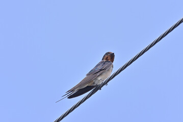 Japanese Swallow - 376151708