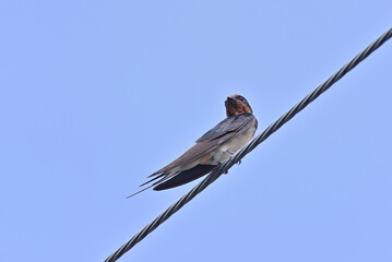 Japanese Swallow - 376151722