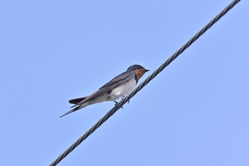 Japanese Swallow - 376151740