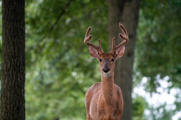 Fototapeta premium Large white-tailed deer buck in a meadow