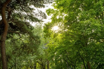 sun rays in the forest