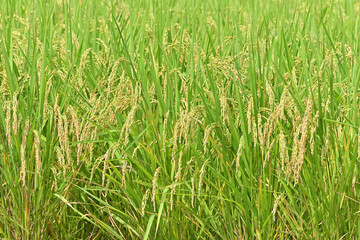 rice field in Japan - 376151790